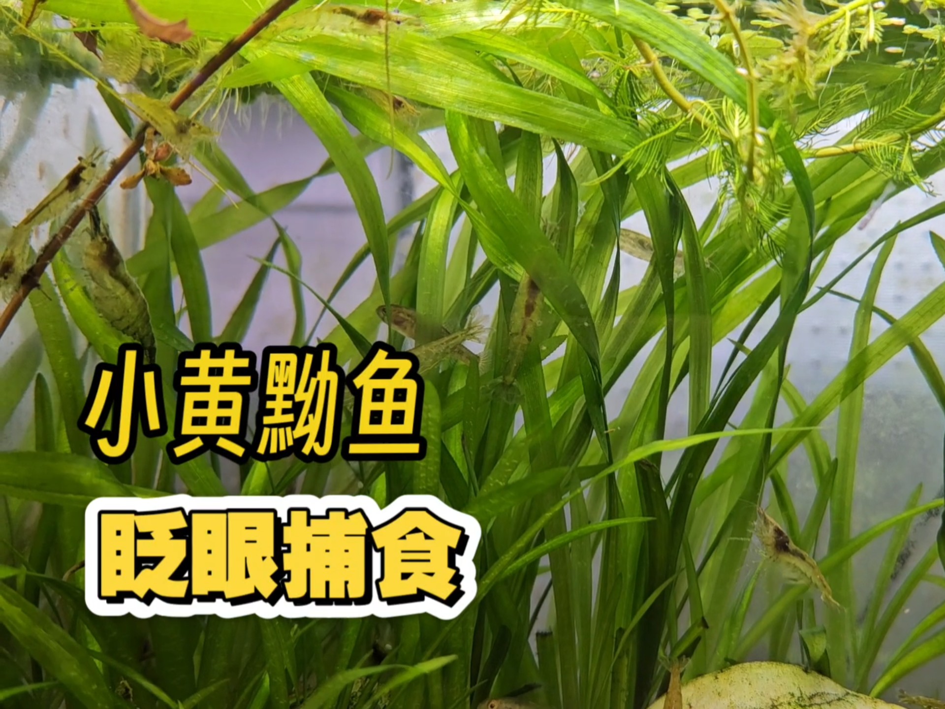 眨眼捕食法