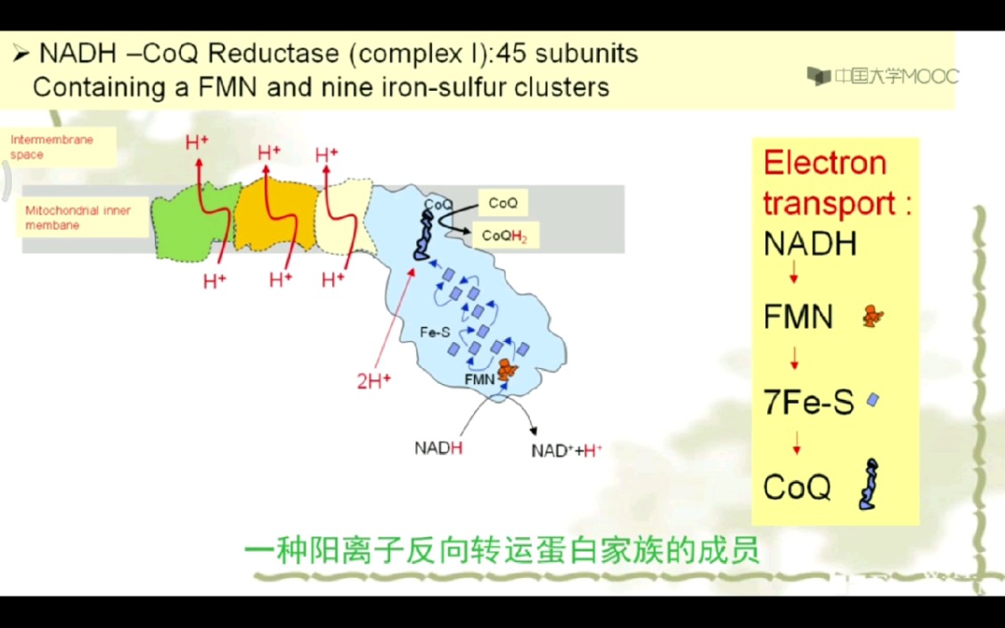 △线粒体内膜四种复合体的电子、质子的流动.哔哩哔哩bilibili