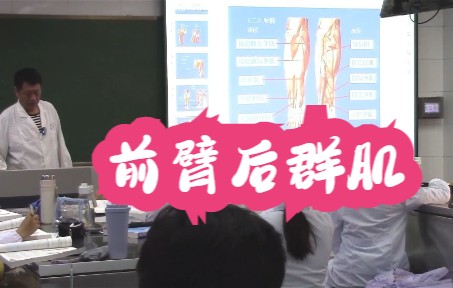 肌学 四肢肌 前臂后群肌 系统解剖学哔哩哔哩bilibili