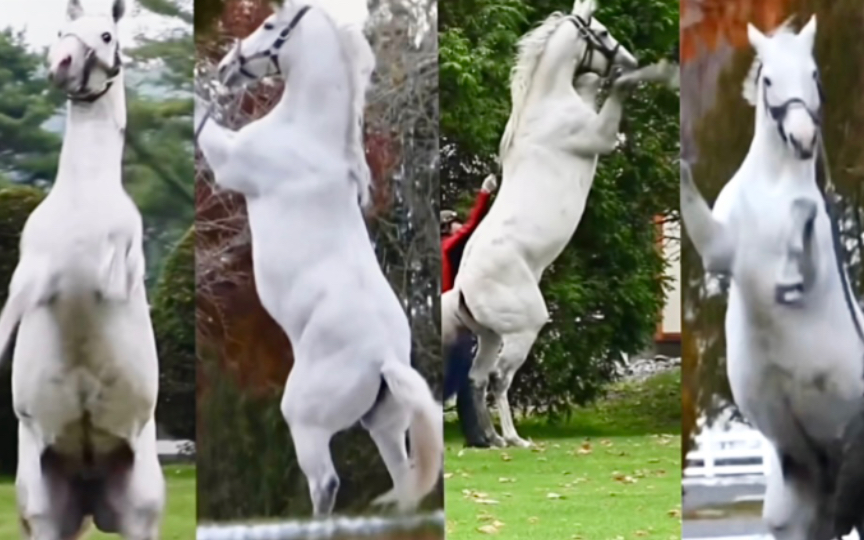 高抬腿靓仔黄金船的121亿传说