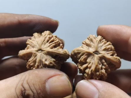 文玩核桃麦穗虎头