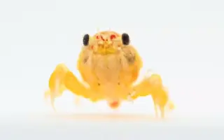 蛙形目 哔哩哔哩 Bilibili