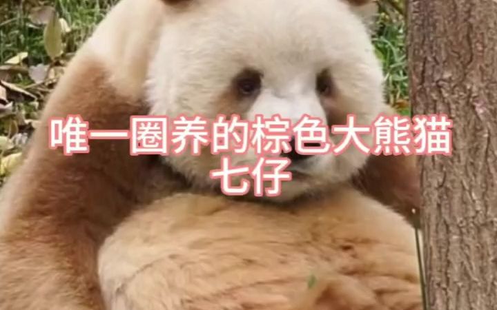 大熊猫简介第十弹——七仔哔哩哔哩bilibili