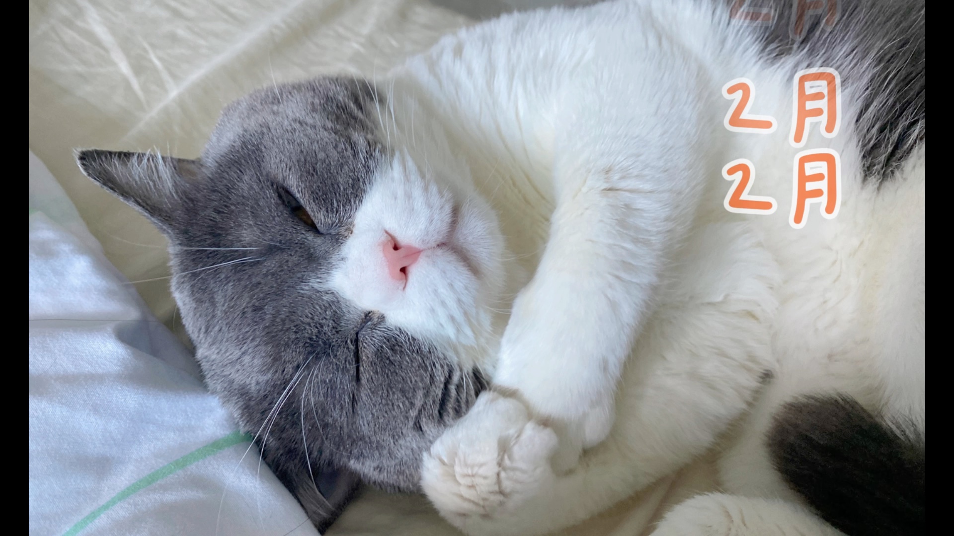 2021猫咪睡觉报告,请您查收!