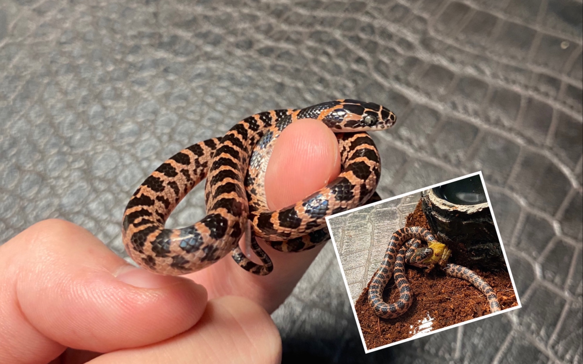 看我在小区逮到的赤链蛇生吞青蛙看得我拍手叫好称赞不已惊呼如雷直接