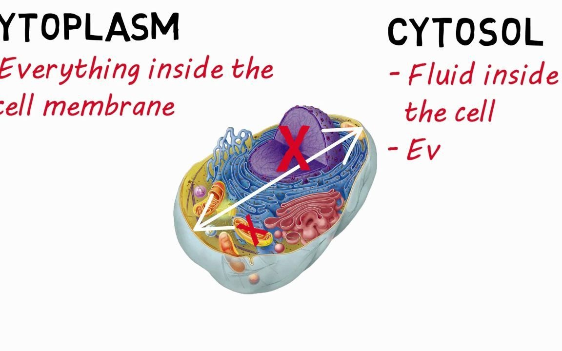 whats the difference between cytosol and cytoplasm?