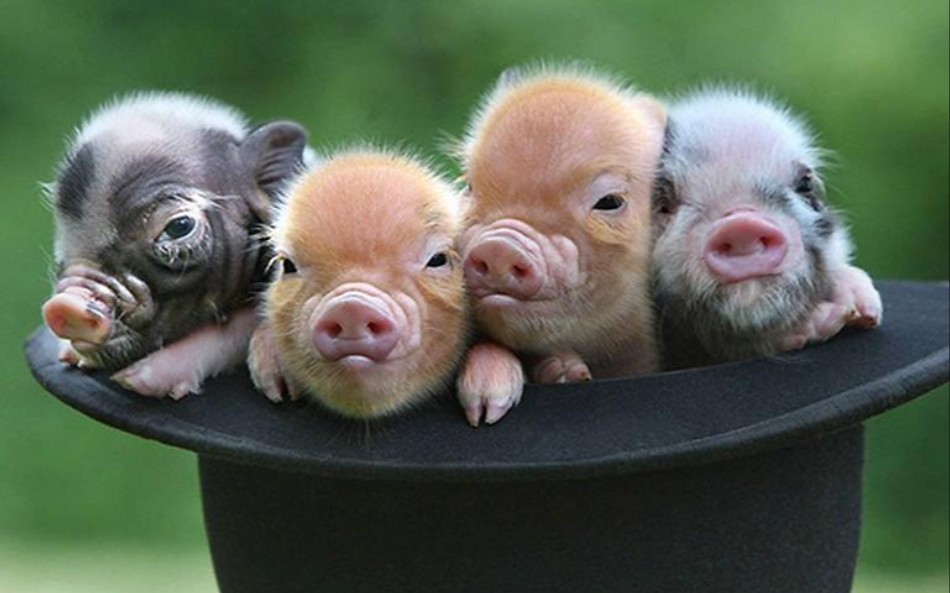 超可爱的小猪猪,你喜欢吗