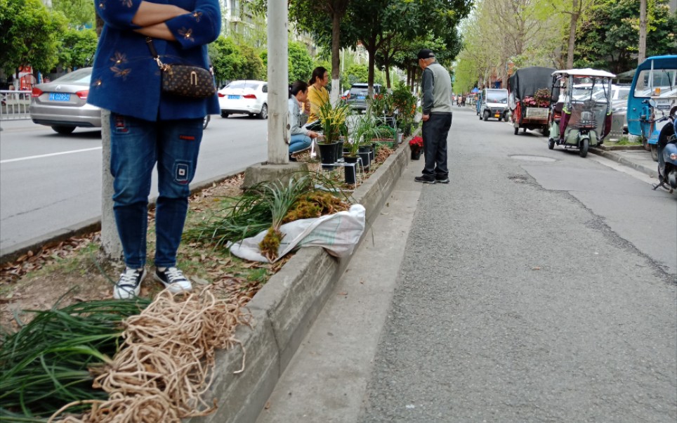 [图]逛成都路边花市发现卖许多裸根兰草……感觉都是野采的……