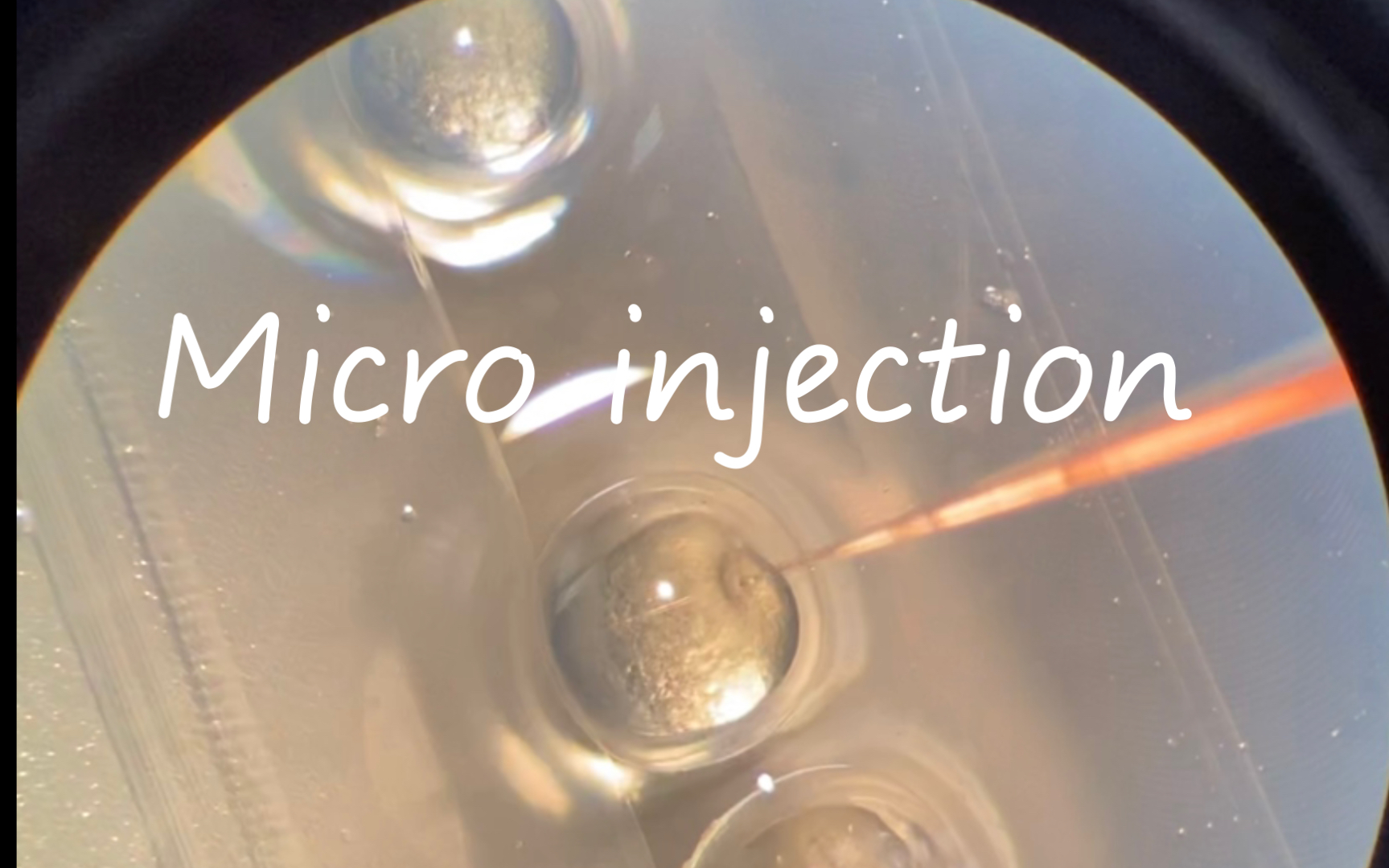 Zebrafish Microinjection Troubleshooting Demo