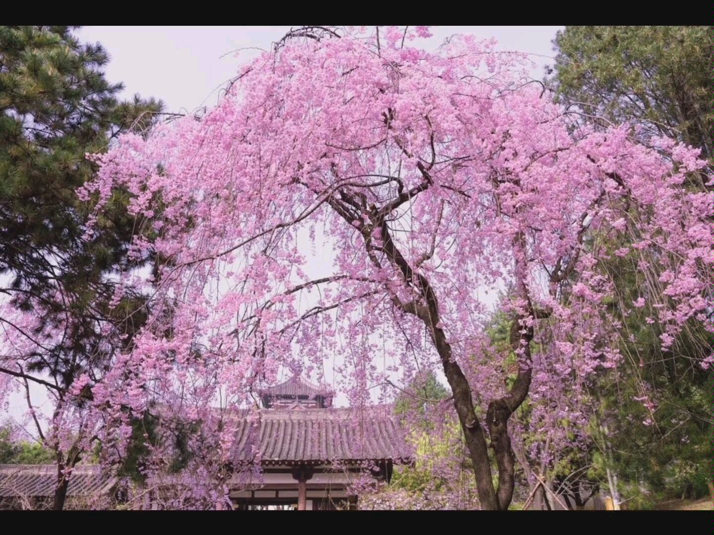 当西安青龙寺樱花盛开仿佛回到了大唐盛世!青龙寺樱花季的时间在一个月左右,樱花季里,早期的彼岸樱、八枝垂樱、野生樱、染井吉野!哔哩哔哩bilibili