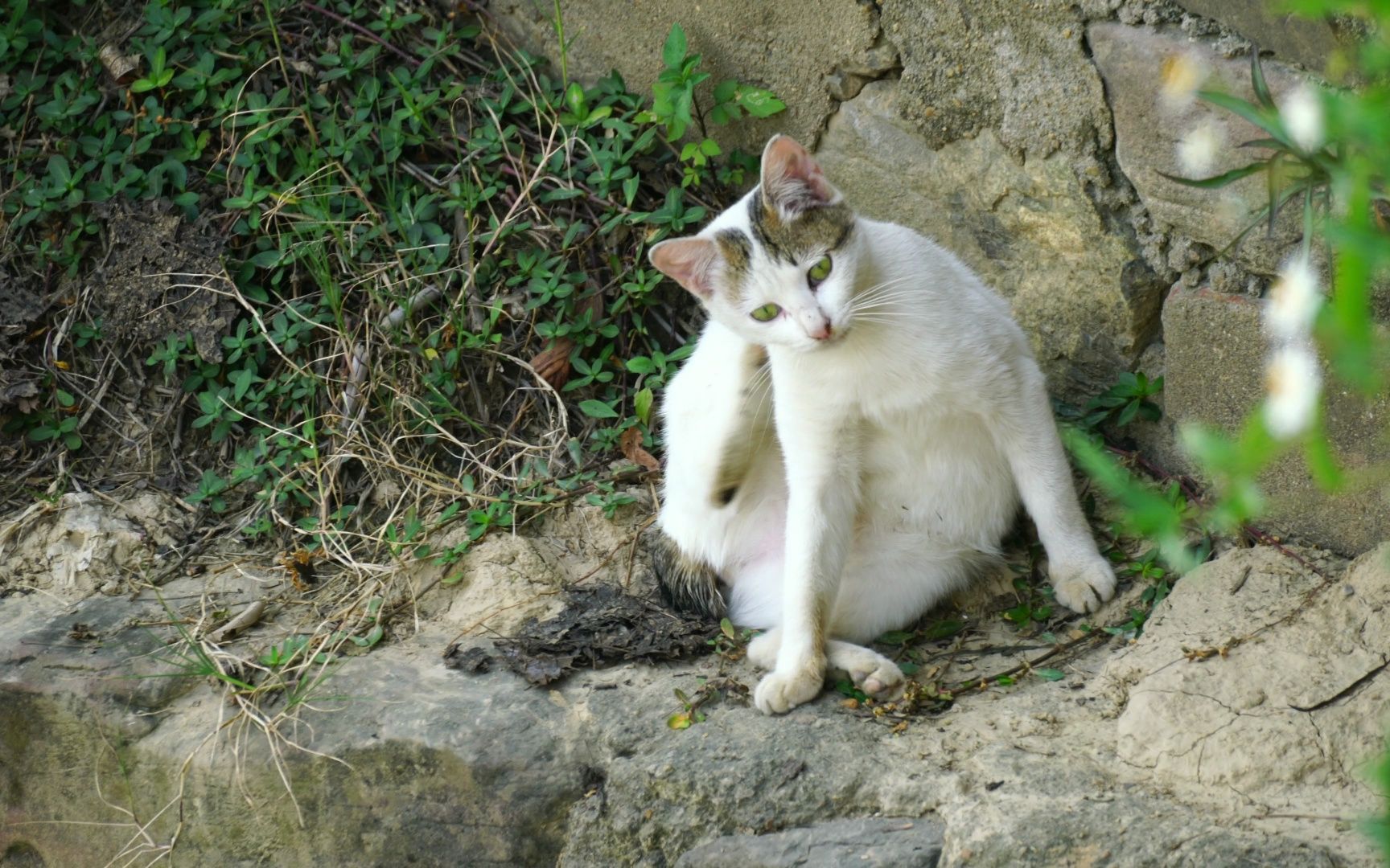 流浪白狸:两脚兽到底行不行啊,不然本喵先梳洗一下