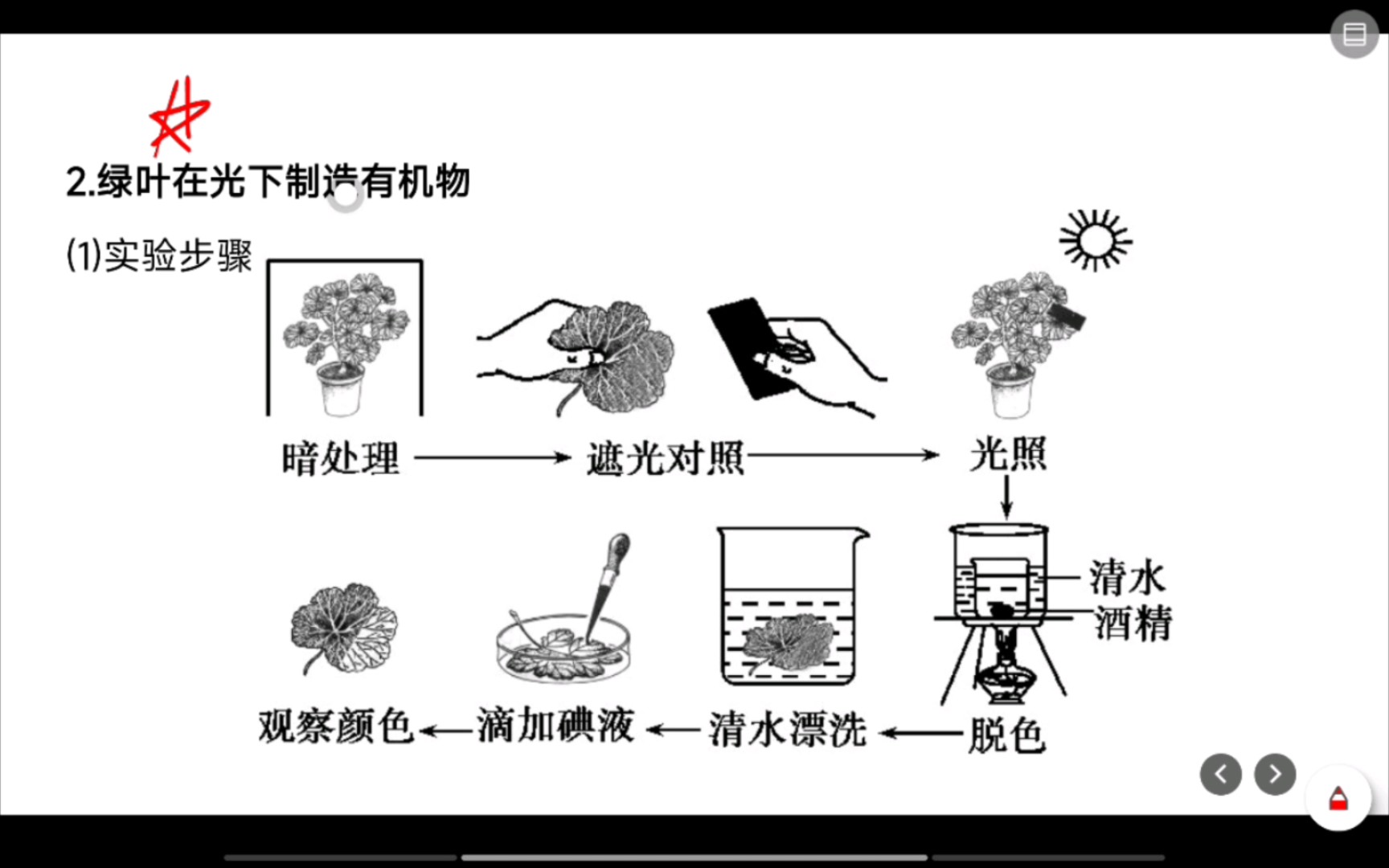 [图]第七课时：初中生物，光合作用专题的相关实验及绿叶在光下制造有机物的实验（天竺葵实验）