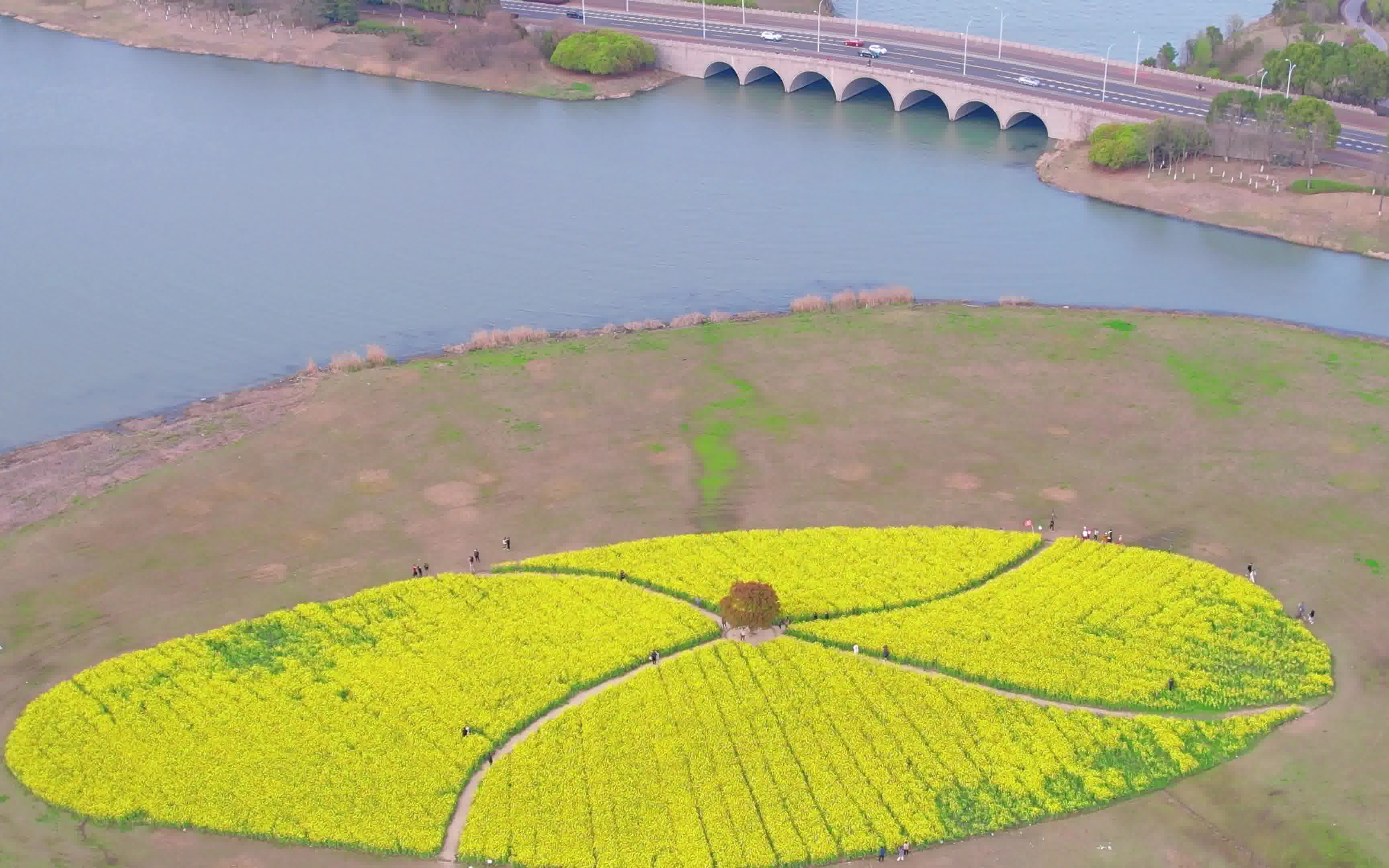 阳澄湖一棵树油菜花