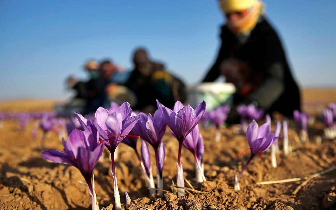 [图]价格堪比黄金的花！提炼100克珍贵药材，至少要1万朵！