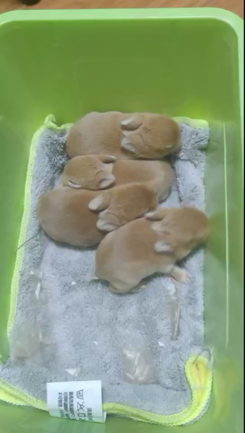 侏儒兔宝宝出生第八天啦