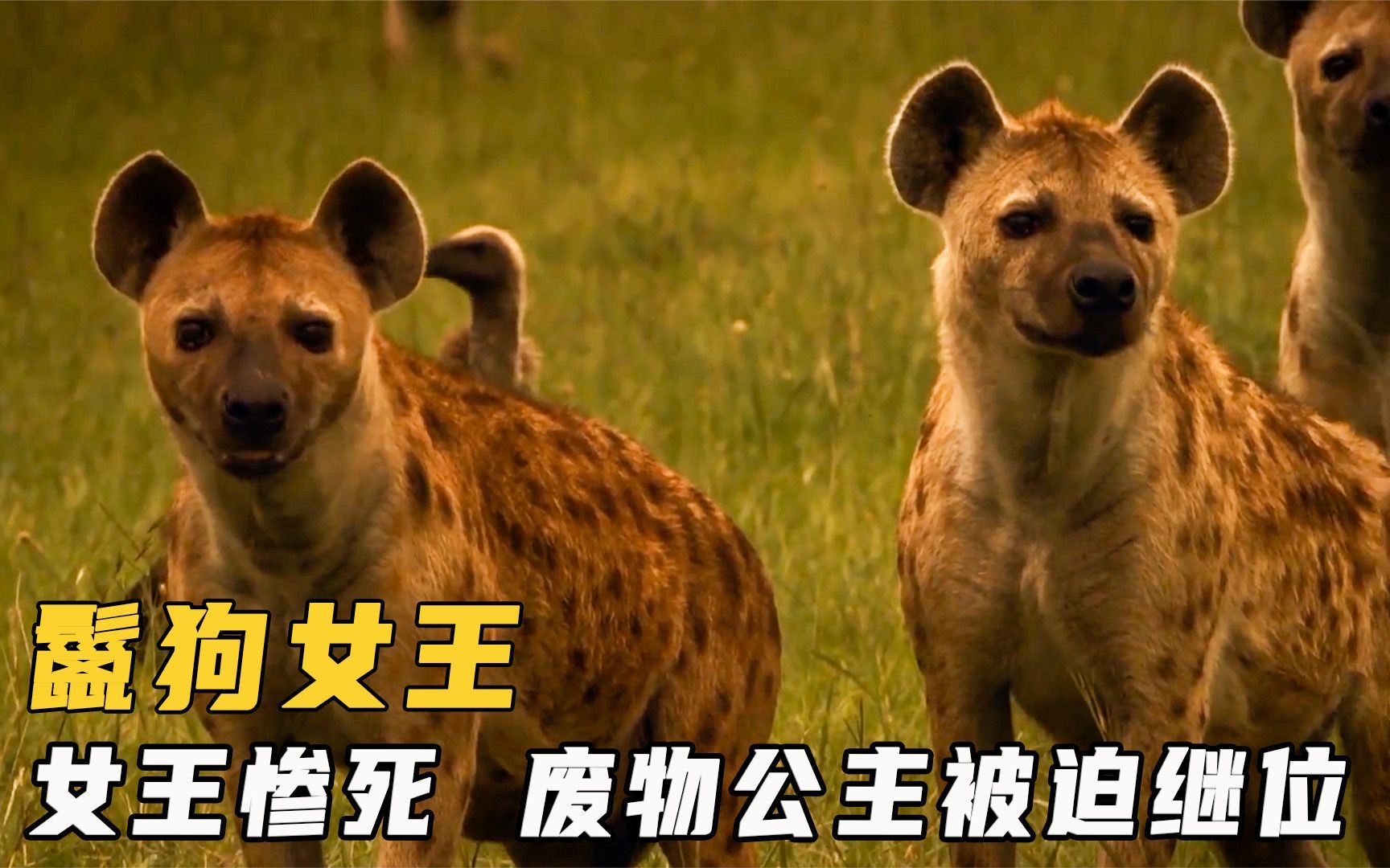 鬣狗女王想让女儿继位,谁知女儿却啃老啃上瘾,一心只想当咸鱼!