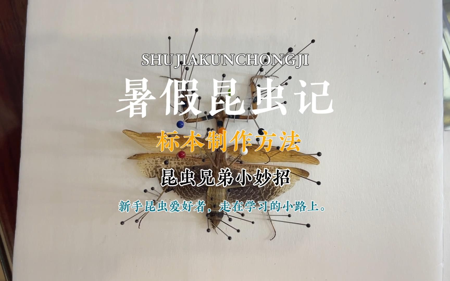 标本制作方法哔哩哔哩bilibili