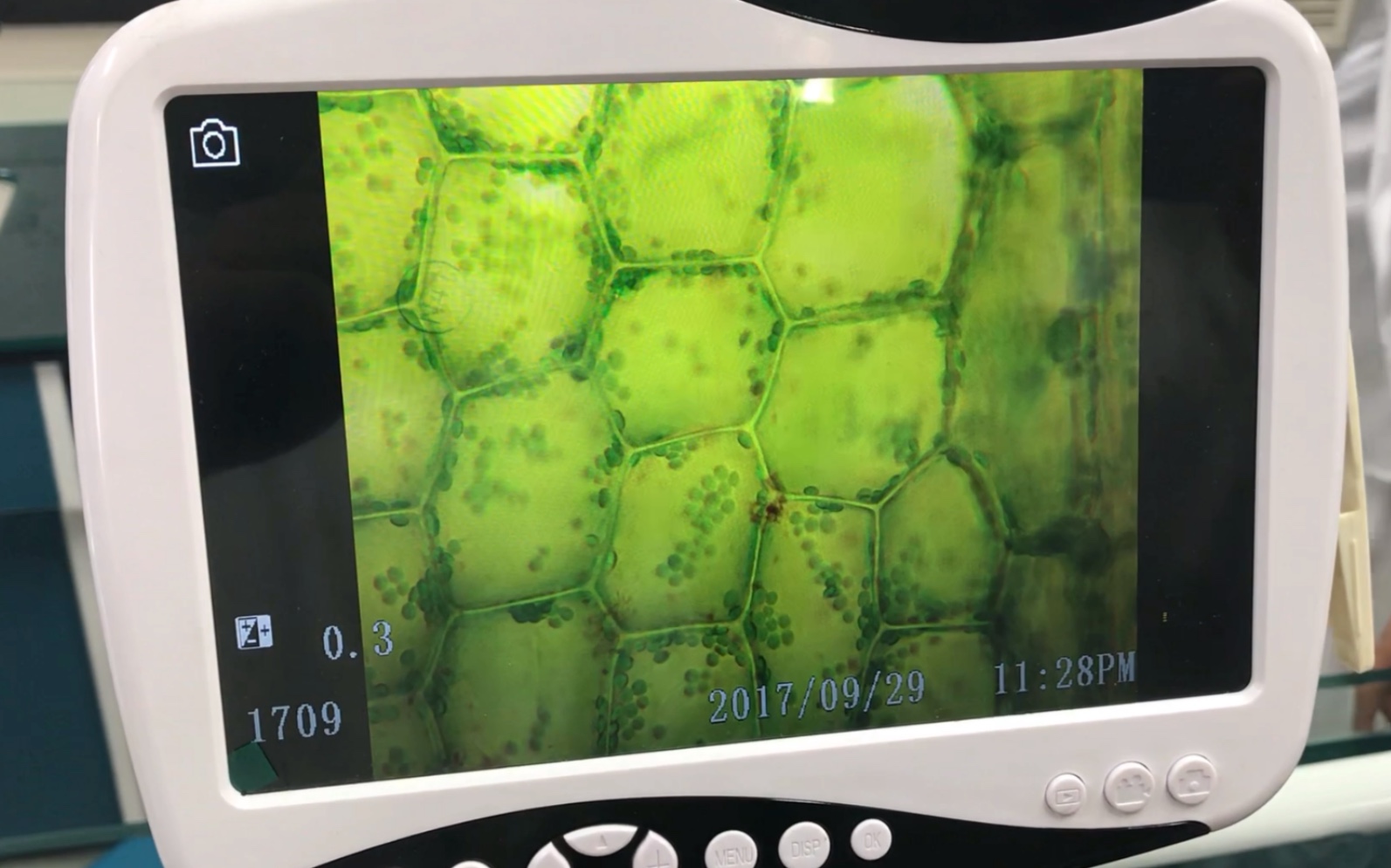 在电子显微镜下观察黑藻移动的叶绿体