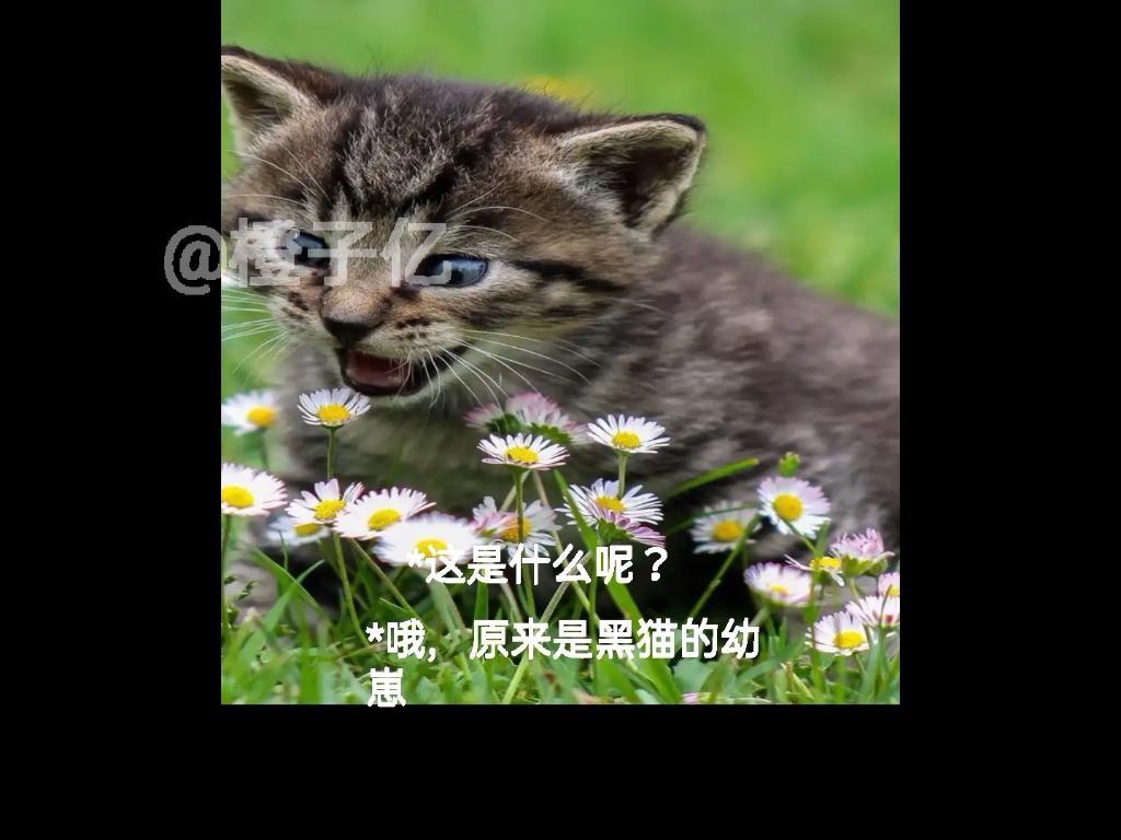 好臭的黑猫幼崽(快手@黑猫小号)