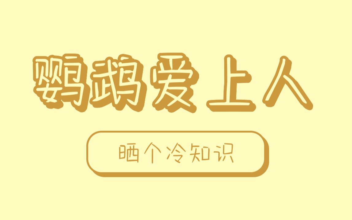 [图]鹦鹉对人类进行了霸王硬上弓，科学家研制了“洞洞安全帽”