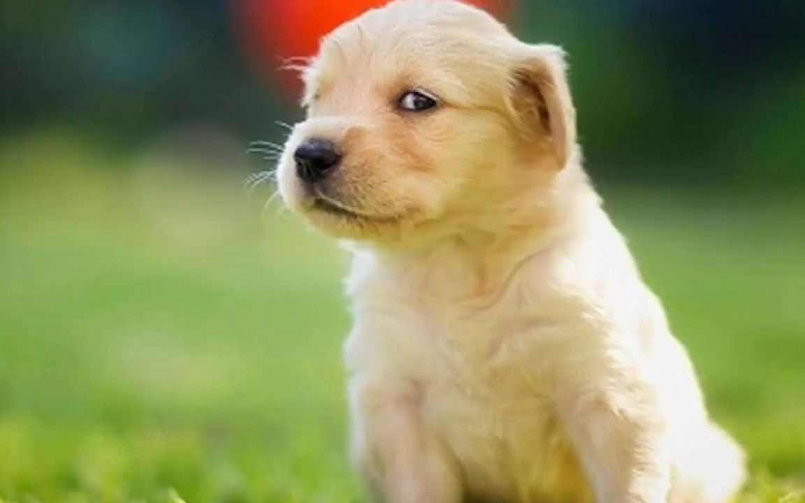 全国统一的唤狗方式"嘬嘬嘬",狗子为什么无法拒绝?