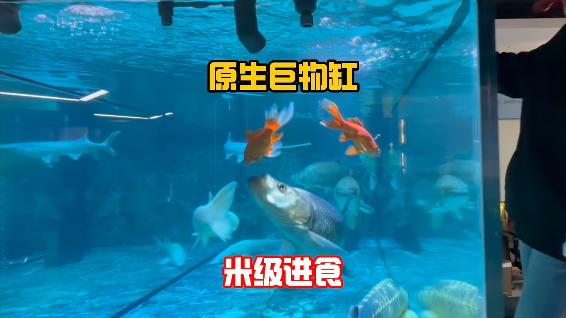 原生巨物混养缸,米级翘嘴、米级鳡鱼、大黄金鳜精彩进食镜头!-豆鱼路亚-豆爸先生-豆鱼路亚-豆爸先生-哔哩哔哩视频