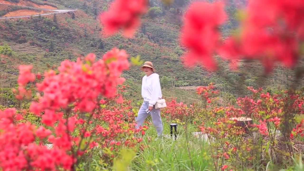 [图]苍南凤阳畲乡：4000多亩杜鹃花迎风绽放 映红了一座座山坡