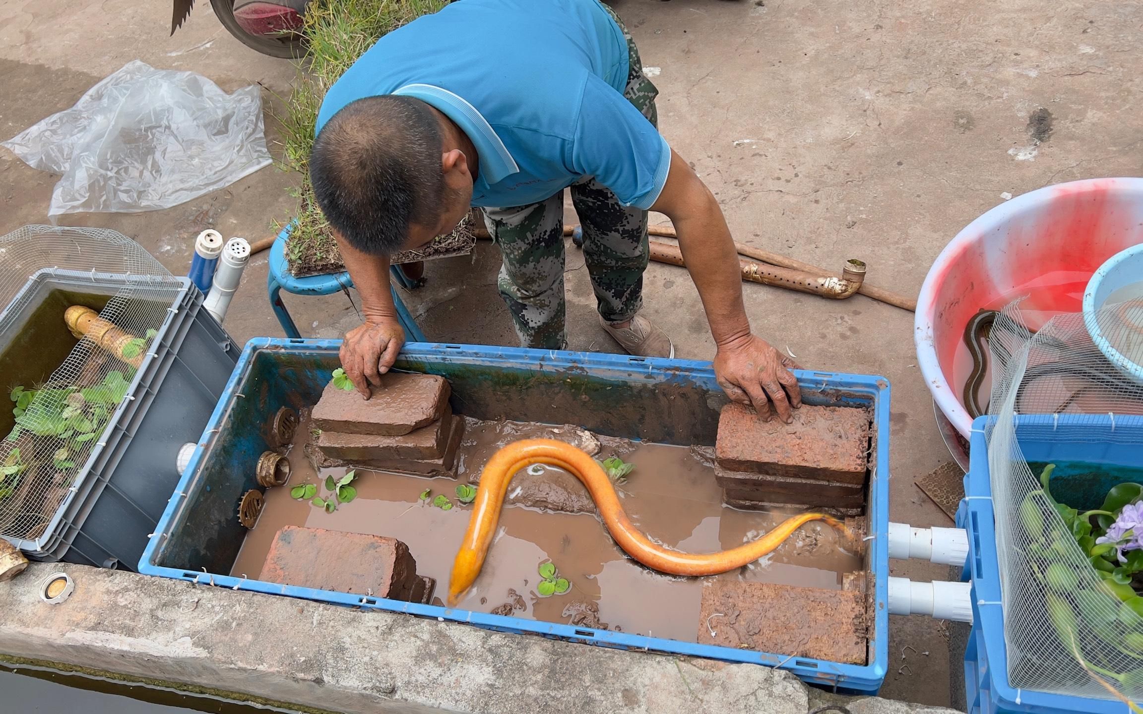 室内水箱养殖黄鳝图片