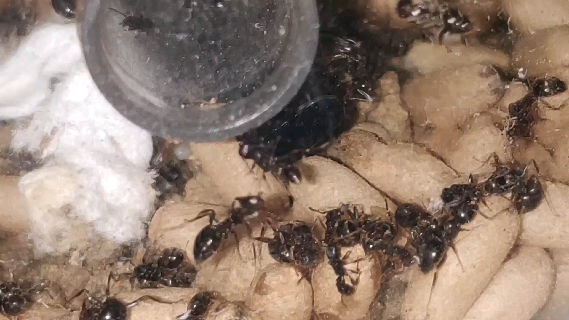 玉米毛蚁vs铺道蚁,不一样的战斗