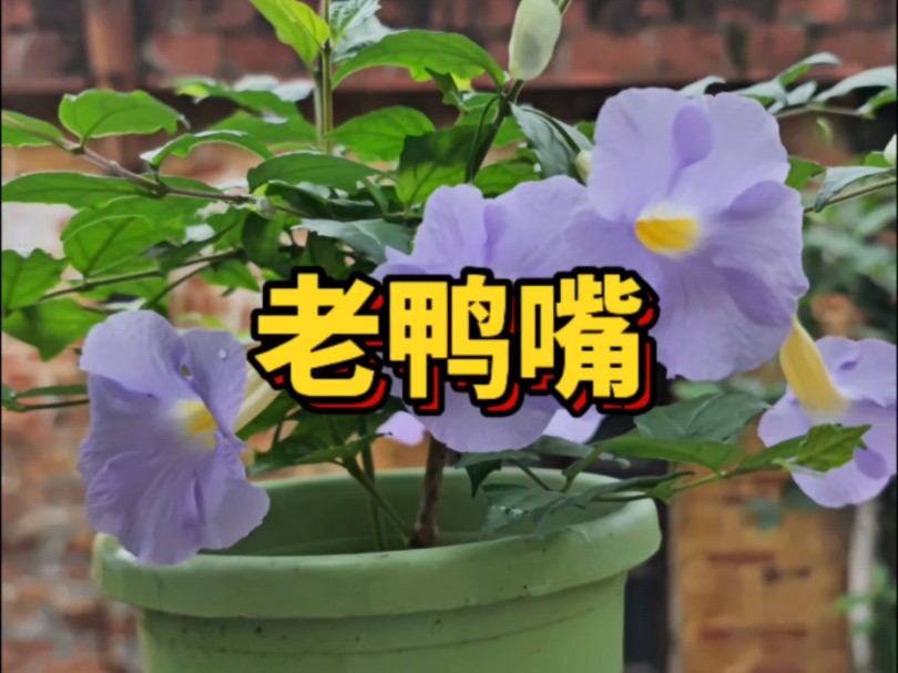 小众花卉硬枝老鸭嘴哔哩哔哩bilibili