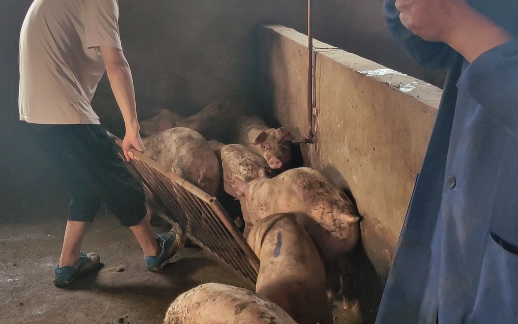 真实农村给猪打疫苗