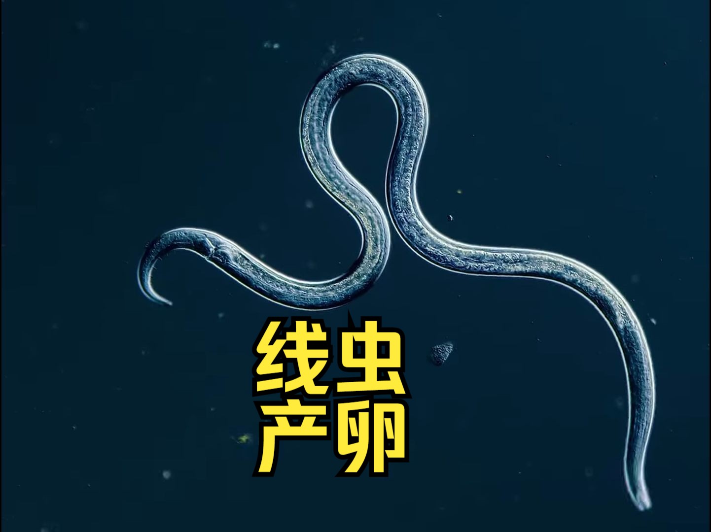 微生物.线虫,产卵 #极度舒适 #微观世界 #微距摄影 #科普 #涨知识