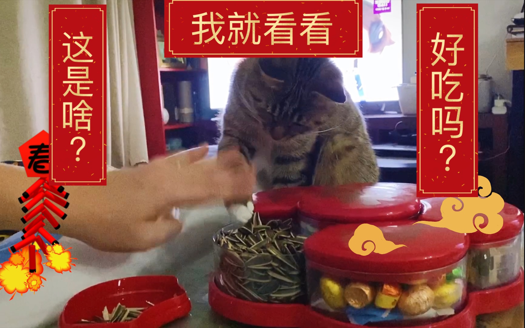 过年啦,猫猫也想嗑瓜子!顺便问一下猫能吃瓜子吗?哔哩哔哩bilibili