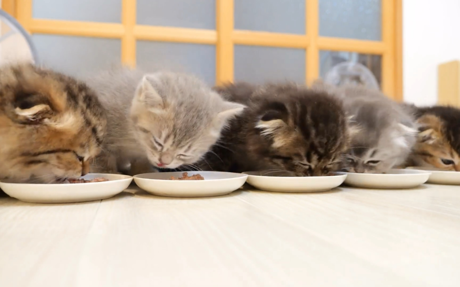 进食中的小猫咪们