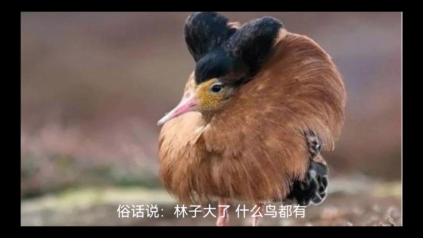 林子大了什么鸟都有