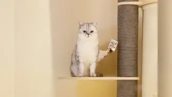 “我家猫有绝活”