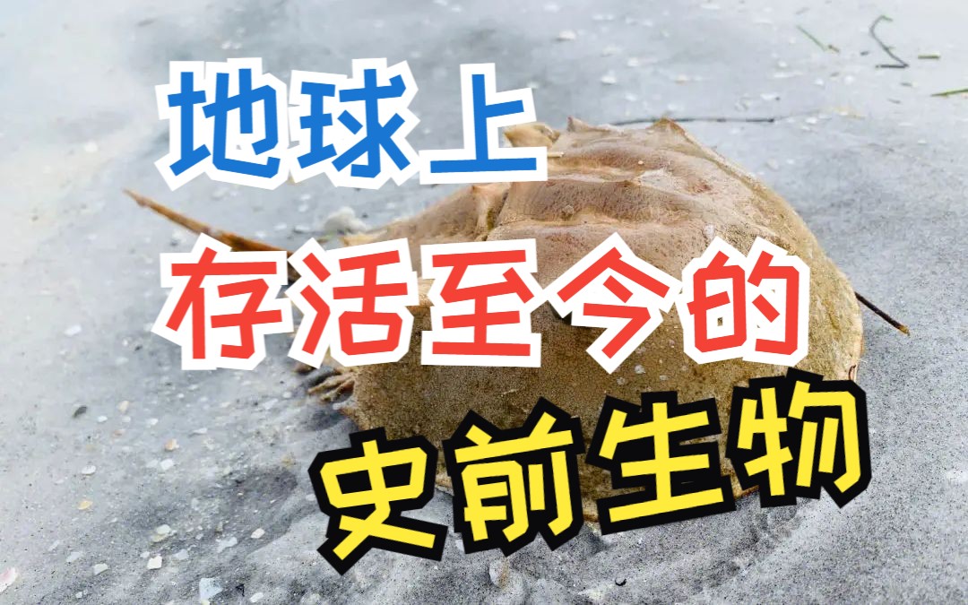 地球上存活至今的史前生物!居然还拯救了人类