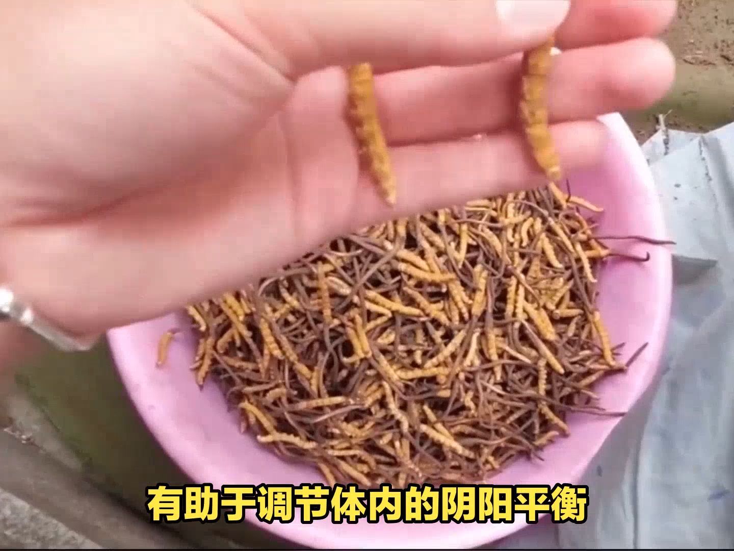 每天一根冬蟲夏草有什麼好處和壞處?一條視頻總結它的優缺點