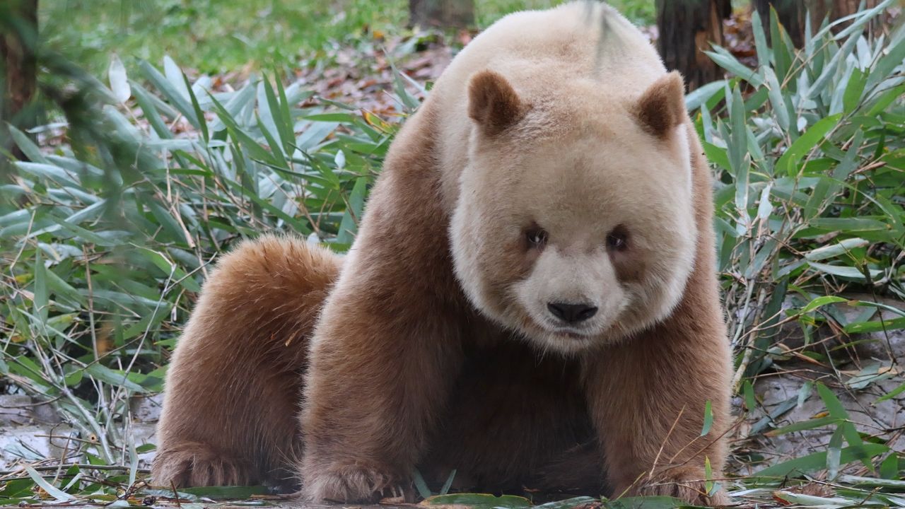 【大熊猫七仔】第一次这么直观的看到大熊猫放屁哈哈.