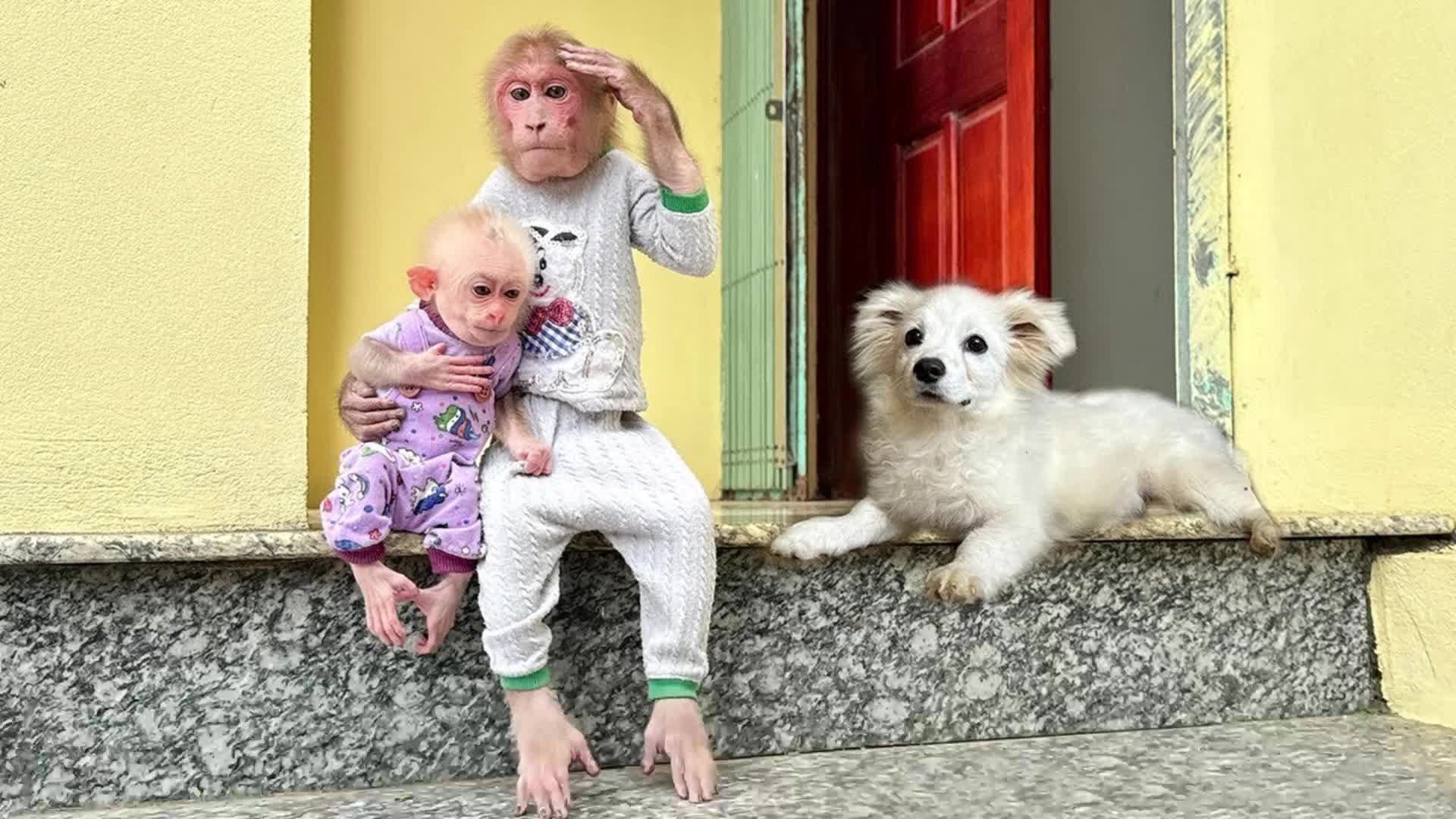 两只猴子甚是想念小狗子,可是小狗子走了