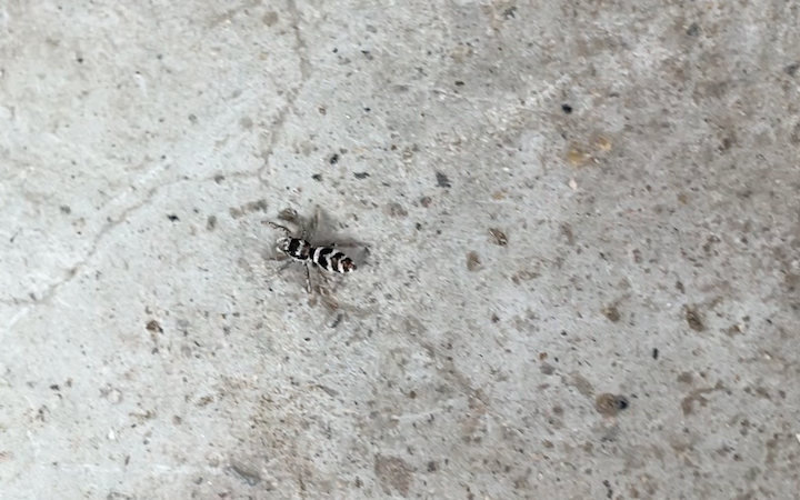 伊蛛属小跳蛛,雌蛛黑白斑纹 雄蛛颜色很艳丽