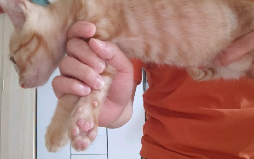 快看,那个人拿出了猫猫枪!