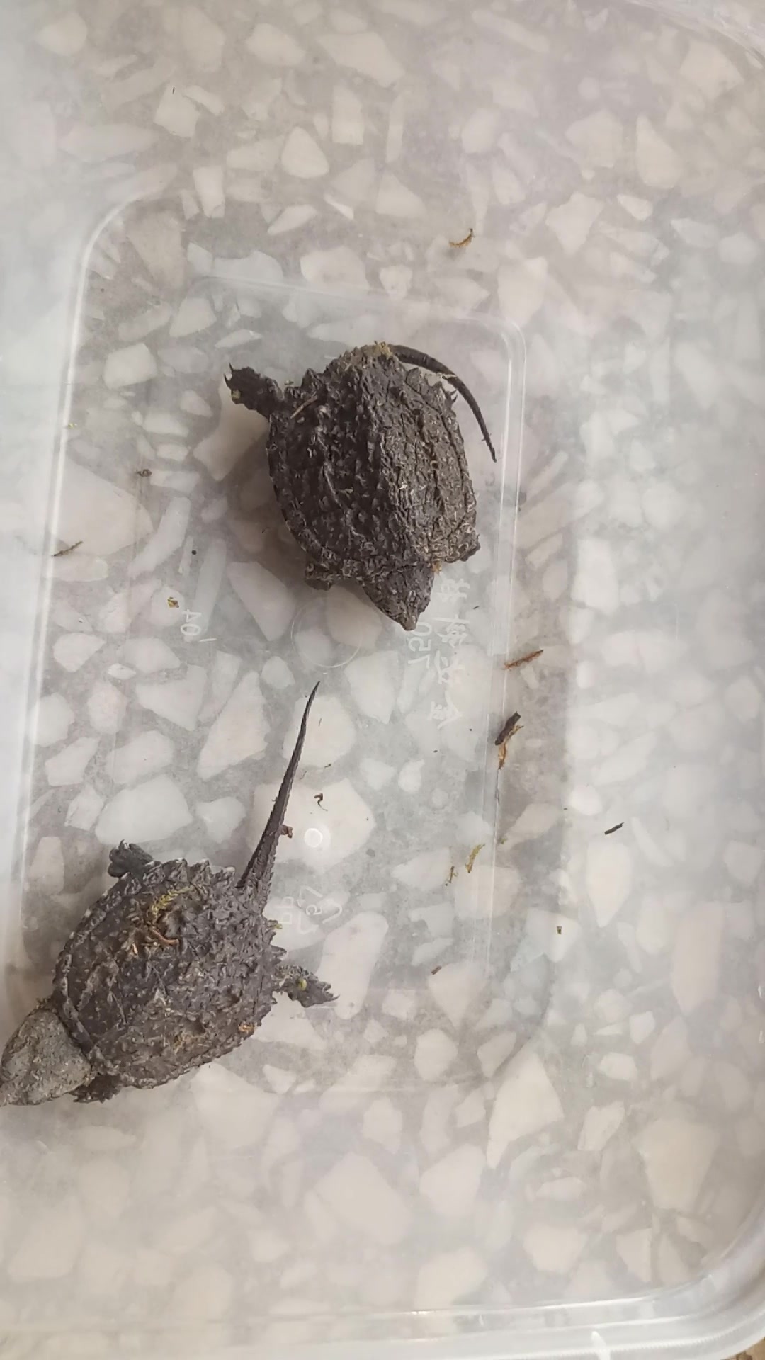 两只佛鳄苗到家了【开箱视频因为是一个人边开箱边拍视频,效果不太好