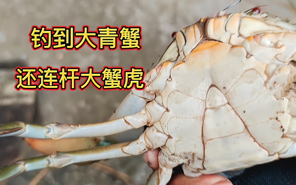 这么小的闸口居然藏着这么多大蟹虎,运气爆棚肥青蟹也直接飞