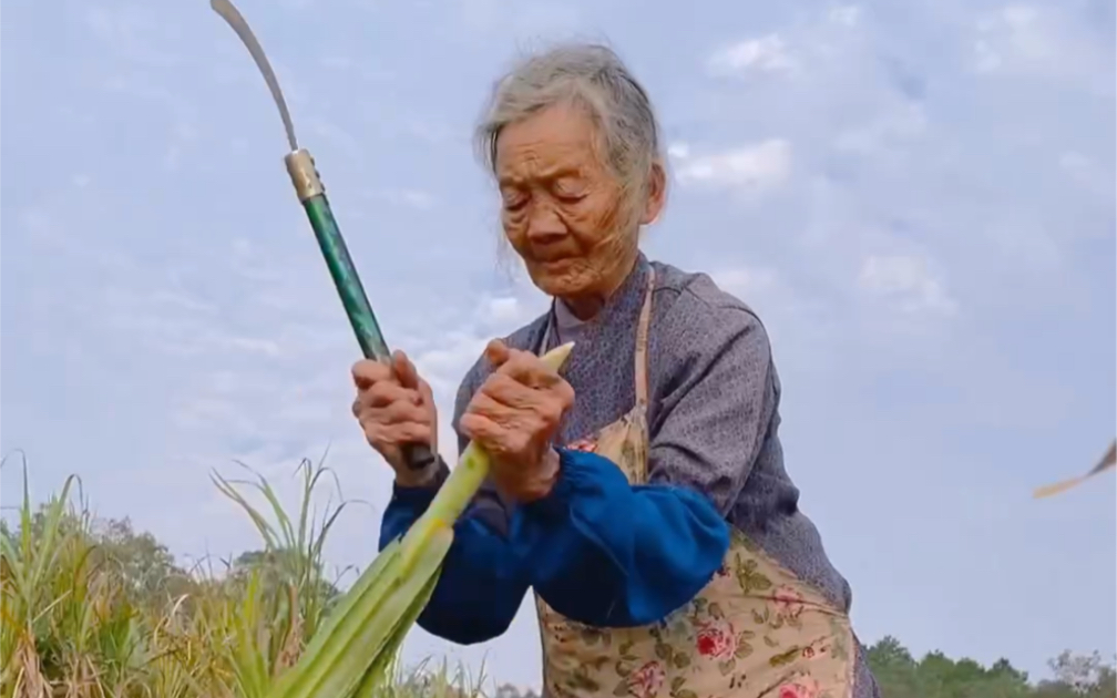 [图]蔗笋炒五花肉春天来了，蔗笋的尾班车，一盘脆脆的蔗笋炒五花肉，迎接翠绿的春天