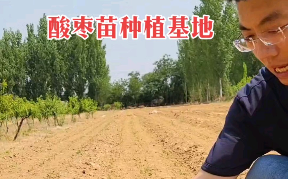 酸枣的用途及效果 #酸枣种植基地