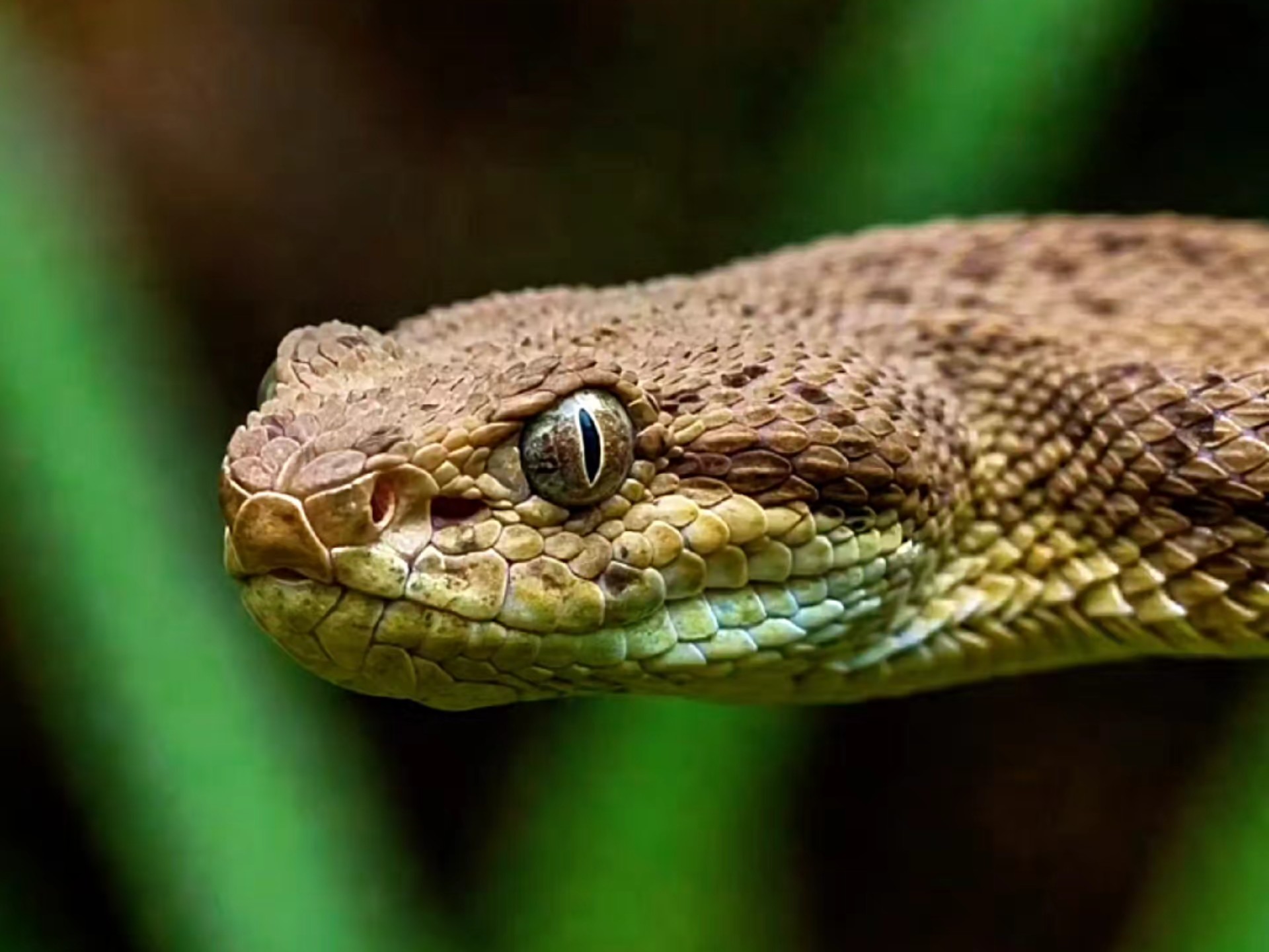 湖南莽山烙铁头蛇