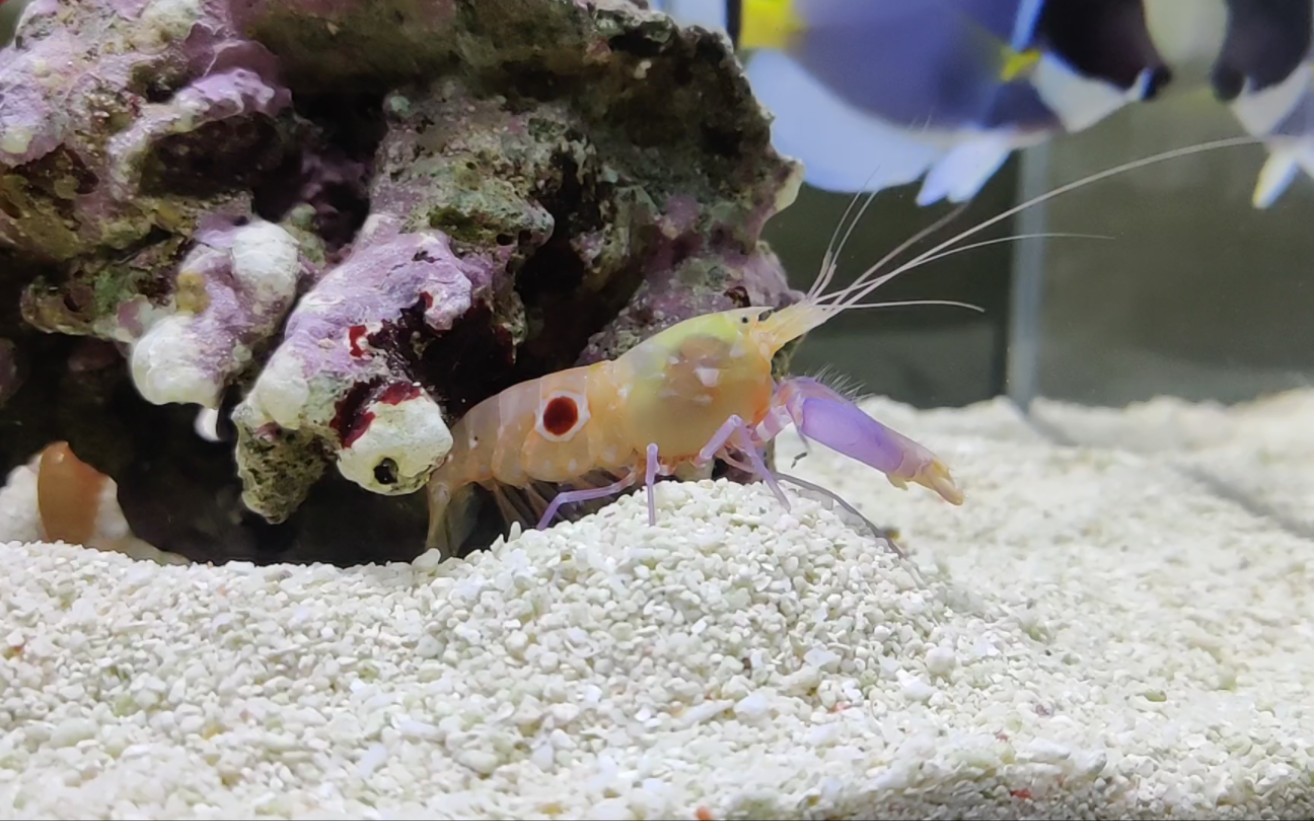 快脱壳的雌性牛眼枪虾