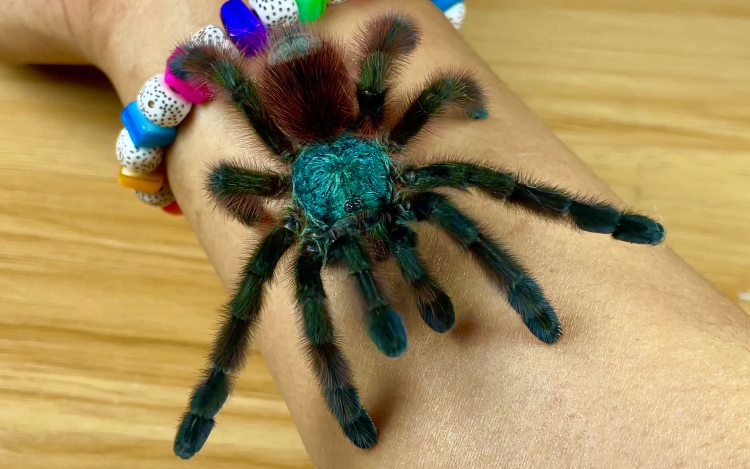 捕鸟蛛蜕皮后颜色最好看 油彩粉趾|ts|血脚