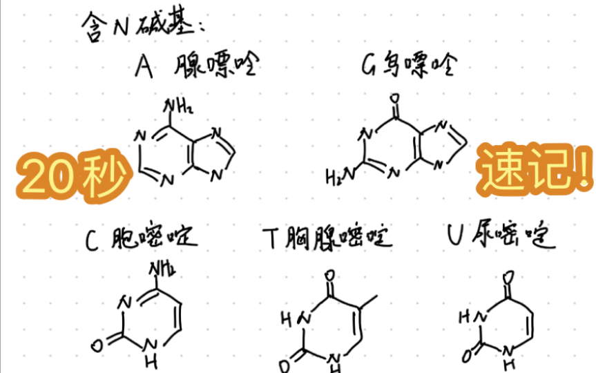 20秒迅速分辨核苷酸的5种含氮碱基哔哩哔哩bilibili